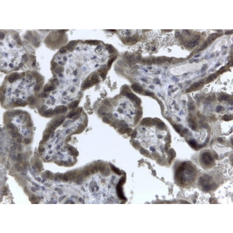Immunohistochemistry - Anti-EVC2 Antibody (A83220) - Antibodies.com