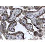 Immunohistochemistry - Anti-EVC2 Antibody (A83220) - Antibodies.com
