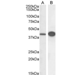 Western Blot - Anti-DAP3 Antibody (A83221) - Antibodies.com