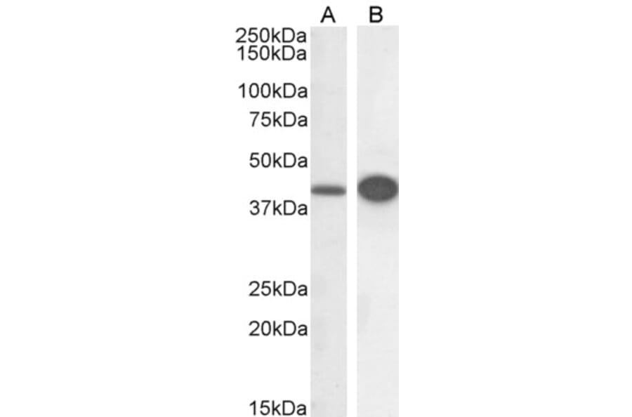 Western Blot - Anti-DAP3 Antibody (A83221) - Antibodies.com
