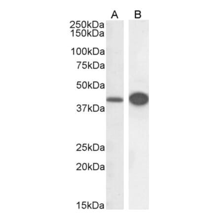 Western Blot - Anti-DAP3 Antibody (A83221) - Antibodies.com