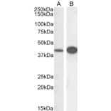 Western Blot - Anti-DAP3 Antibody (A83221) - Antibodies.com