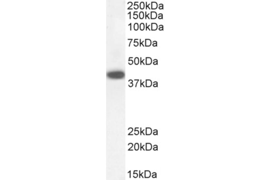 Western Blot - Anti-DAP3 Antibody (A83221) - Antibodies.com