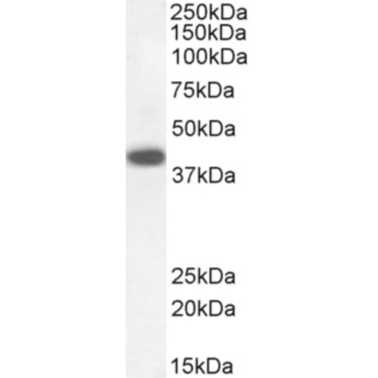 Western Blot - Anti-DAP3 Antibody (A83221) - Antibodies.com
