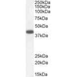 Western Blot - Anti-DAP3 Antibody (A83221) - Antibodies.com