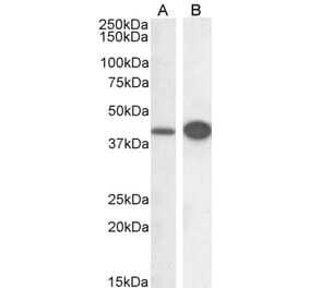 Western Blot - Anti-DAP3 Antibody (A83221)