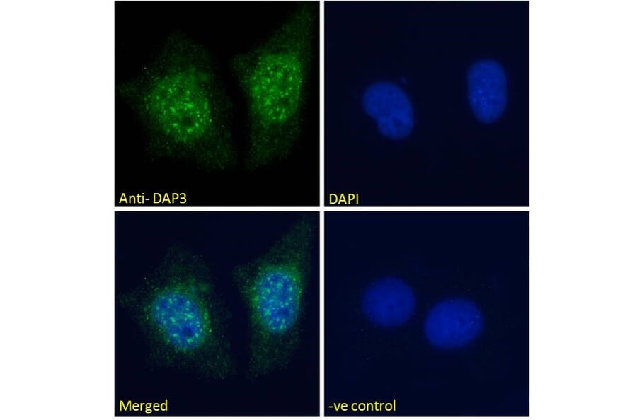 Immunofluorescence - Anti-DAP3 Antibody (A83221) - Antibodies.com