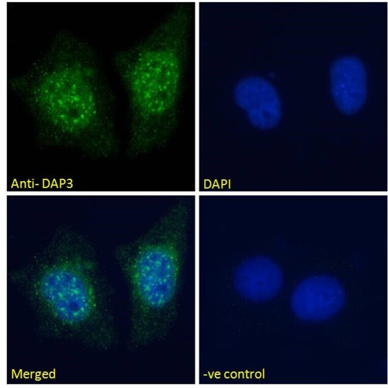 Immunofluorescence - Anti-DAP3 Antibody (A83221) - Antibodies.com
