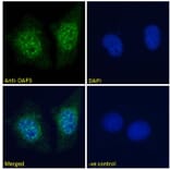 Immunofluorescence - Anti-DAP3 Antibody (A83221) - Antibodies.com