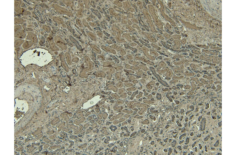 Immunohistochemistry - Anti-DAP3 Antibody (A83221) - Antibodies.com