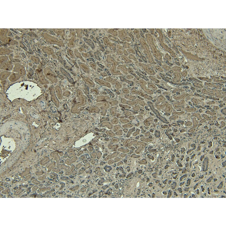 Immunohistochemistry - Anti-DAP3 Antibody (A83221) - Antibodies.com