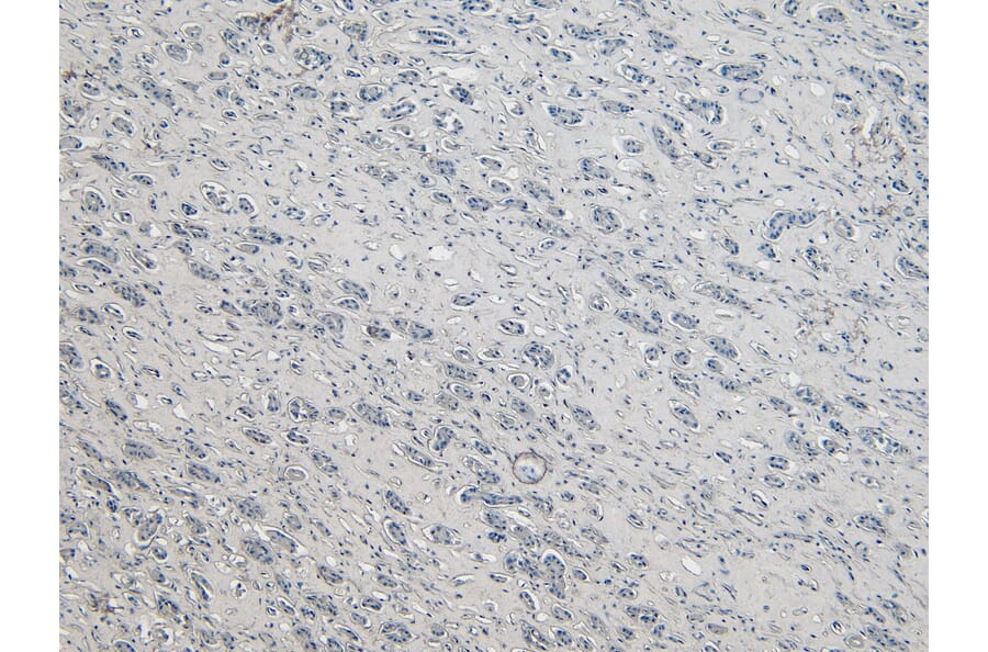 Immunohistochemistry - Anti-DAP3 Antibody (A83221) - Antibodies.com