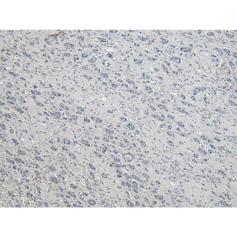 Immunohistochemistry - Anti-DAP3 Antibody (A83221) - Antibodies.com