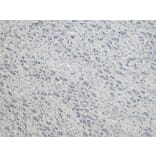 Immunohistochemistry - Anti-DAP3 Antibody (A83221) - Antibodies.com