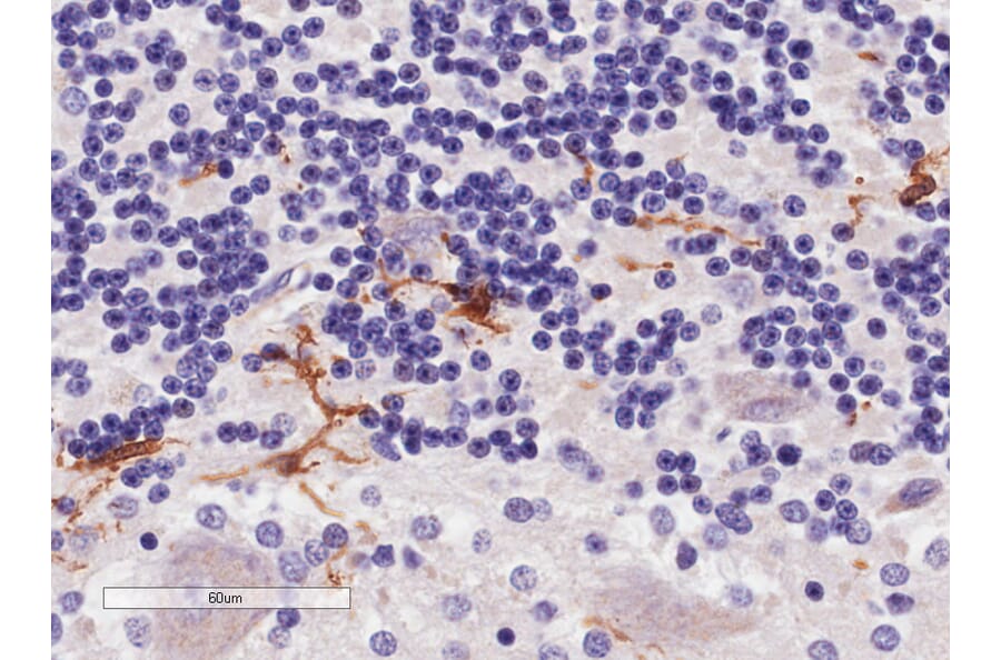 Immunohistochemistry - Anti-Iba1 Antibody (A83222) - Antibodies.com
