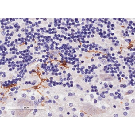 Immunohistochemistry - Anti-Iba1 Antibody (A83222) - Antibodies.com