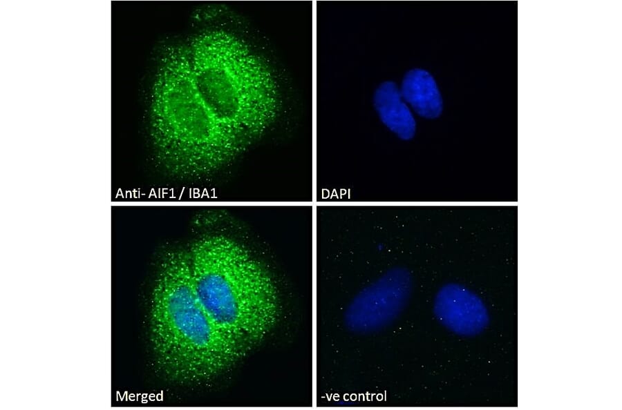 Immunofluorescence - Anti-Iba1 Antibody (A83222) - Antibodies.com