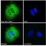 Immunofluorescence - Anti-Iba1 Antibody (A83222) - Antibodies.com