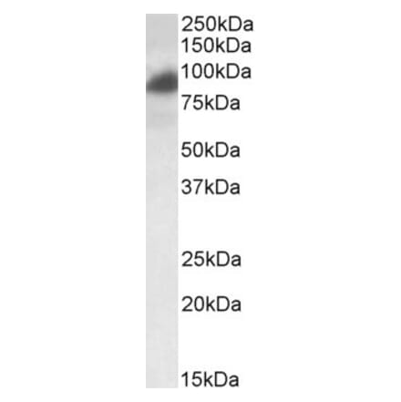 Western Blot - Anti-RAB11FIP1 Antibody (A83223) - Antibodies.com