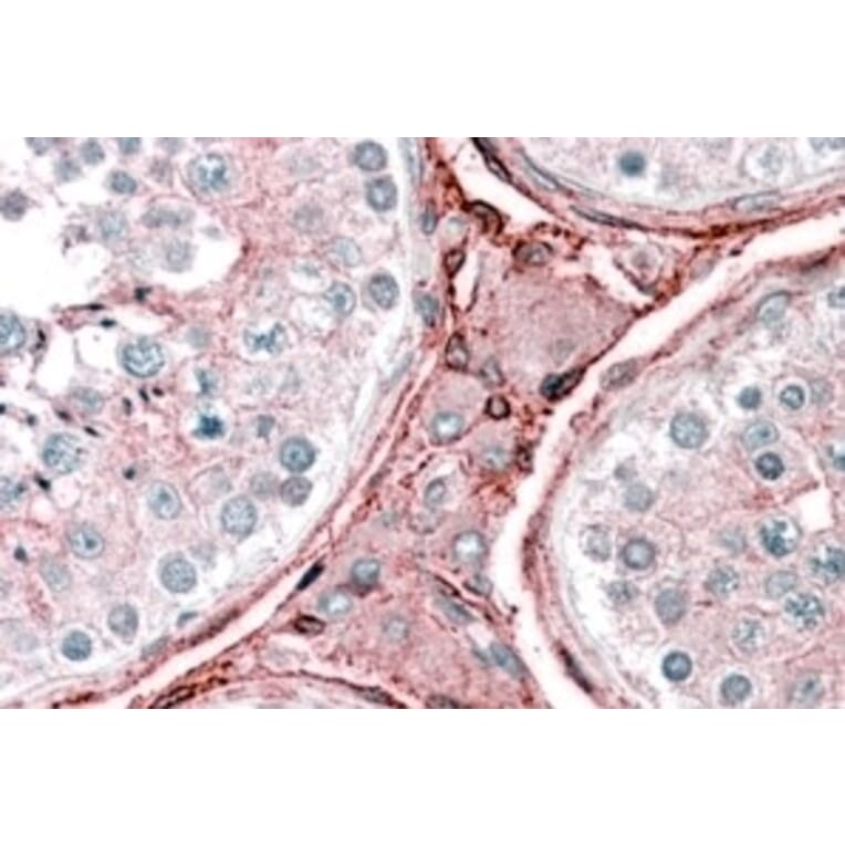Immunohistochemistry - Anti-Cytochrome b Reductase 1/DCYTB Antibody (A83224) - Antibodies.com