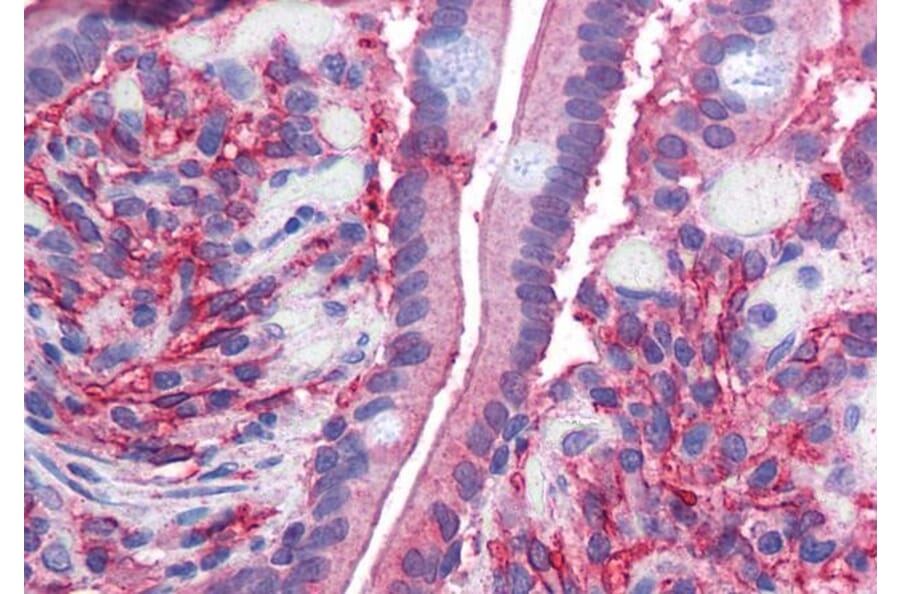 Immunohistochemistry - Anti-Cytochrome b Reductase 1/DCYTB Antibody (A83224) - Antibodies.com