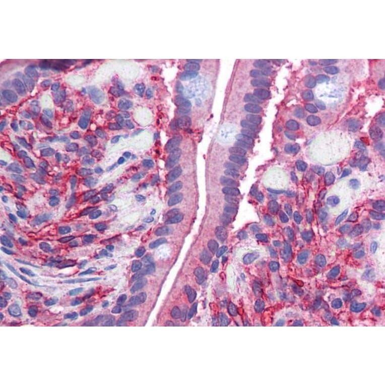 Immunohistochemistry - Anti-Cytochrome b Reductase 1/DCYTB Antibody (A83224) - Antibodies.com
