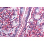 Immunohistochemistry - Anti-Cytochrome b Reductase 1/DCYTB Antibody (A83224) - Antibodies.com