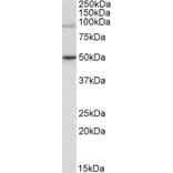 Western Blot - Anti-WRNIP1/WHIP Antibody (A83227) - Antibodies.com