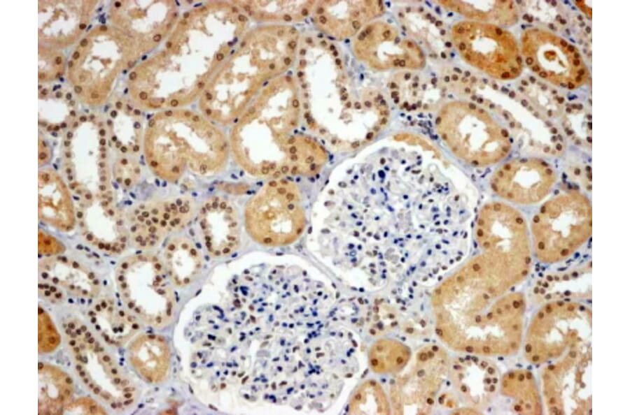 Immunohistochemistry - Anti-WRNIP1/WHIP Antibody (A83227) - Antibodies.com