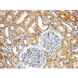 Immunohistochemistry - Anti-WRNIP1/WHIP Antibody (A83227) - Antibodies.com