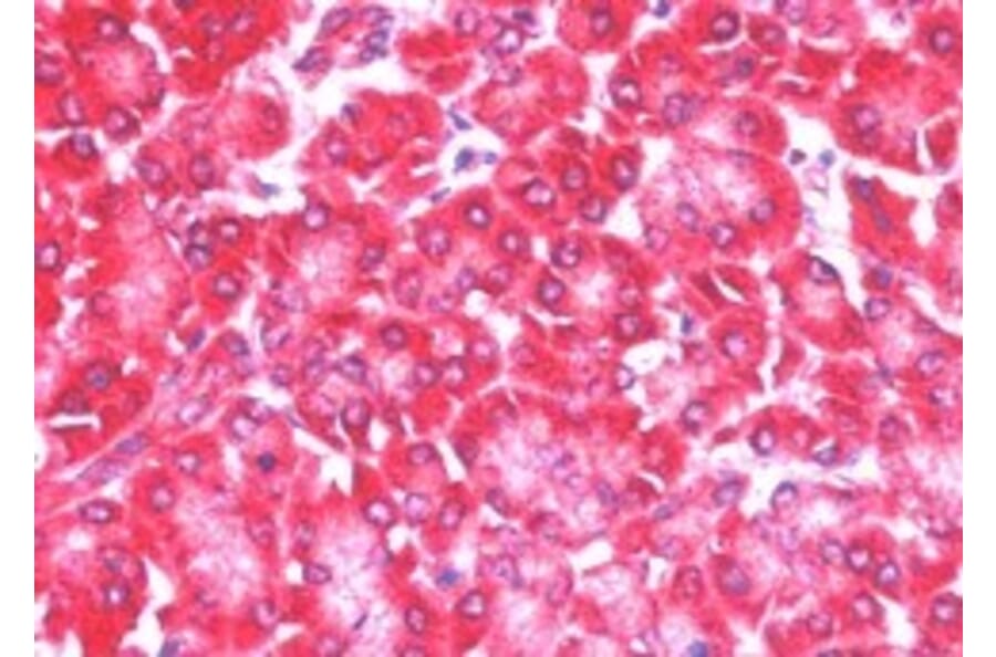 Immunohistochemistry - Anti-4E-T Antibody (A83228) - Antibodies.com
