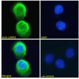 Immunofluorescence - Anti-LARP1B Antibody (A83229) - Antibodies.com