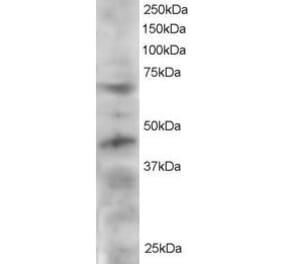 Western Blot - Anti-TRF1 Antibody (A83230) - Antibodies.com