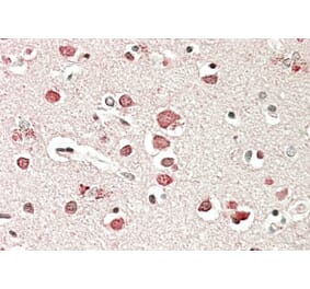 Immunohistochemistry - Anti-Neurobeachin Antibody (A83231) - Antibodies.com