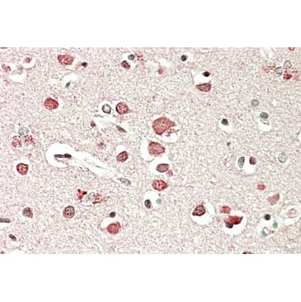 Immunohistochemistry - Anti-Neurobeachin Antibody (A83231) - Antibodies.com