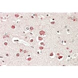 Immunohistochemistry - Anti-Neurobeachin Antibody (A83231) - Antibodies.com