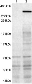 Anti-NBEA Antibody (A83231) (1µg/ml) staining of 1) untransfected HEK293T cells 2) HEK293T cells transfected with mouse NBEA. Detected by chemiluminescence.