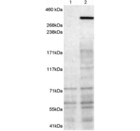 Western Blot - Anti-NBEA Antibody (A83231) - Antibodies.com