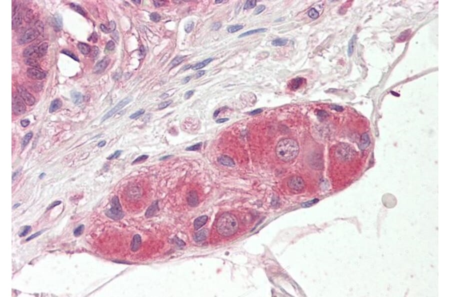 Immunohistochemistry - Anti-KLF8 Antibody (A83233) - Antibodies.com