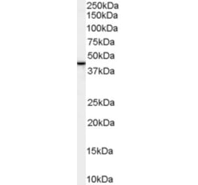 Western Blot - Anti-Erlin-2 Antibody (A83234) - Antibodies.com