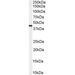 Western Blot - Anti-Erlin-2 Antibody (A83234) - Antibodies.com