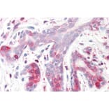 Immunohistochemistry - Anti-Erlin-2 Antibody (A83234) - Antibodies.com