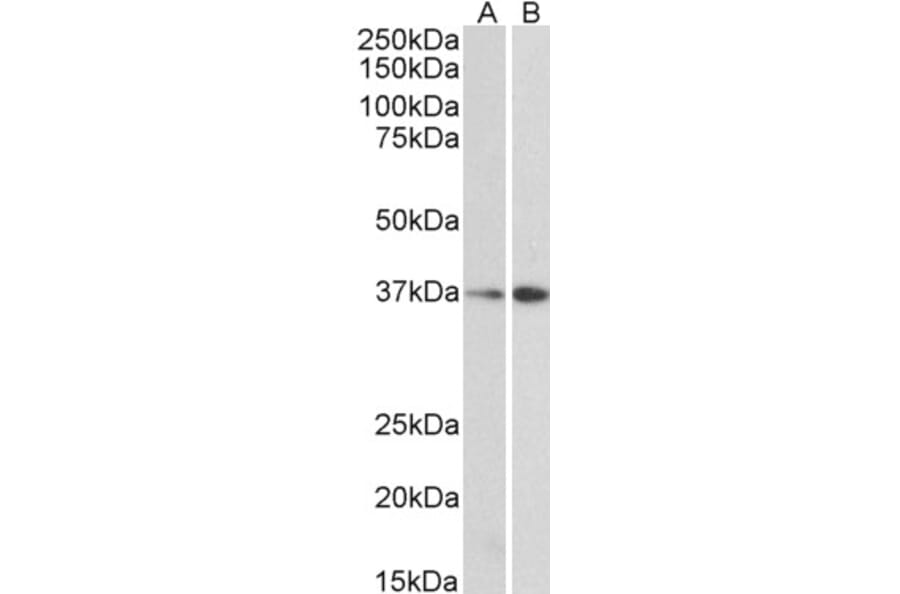 Western Blot - Anti-MRG15 Antibody (A83235) - Antibodies.com