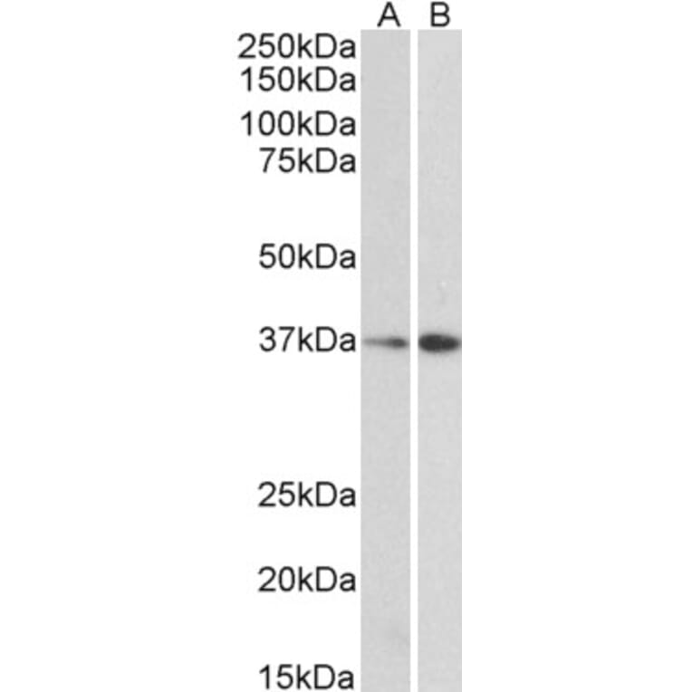 Western Blot - Anti-MRG15 Antibody (A83235) - Antibodies.com