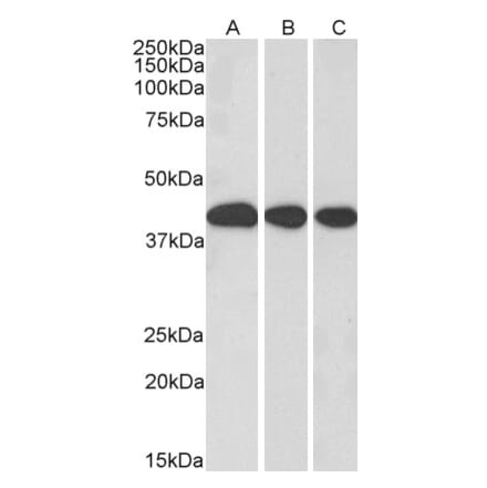 Western Blot - Anti-MORF4L1 Antibody (A83235) - Antibodies.com