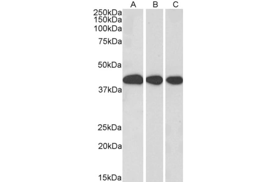Western Blot - Anti-MRG15 Antibody (A83235) - Antibodies.com