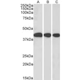 Western Blot - Anti-MRG15 Antibody (A83235) - Antibodies.com