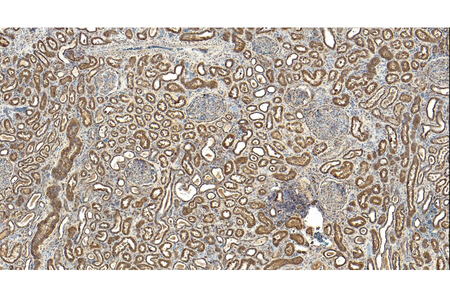Immunohistochemistry - Anti-MRG15 Antibody (A83235) - Antibodies.com
