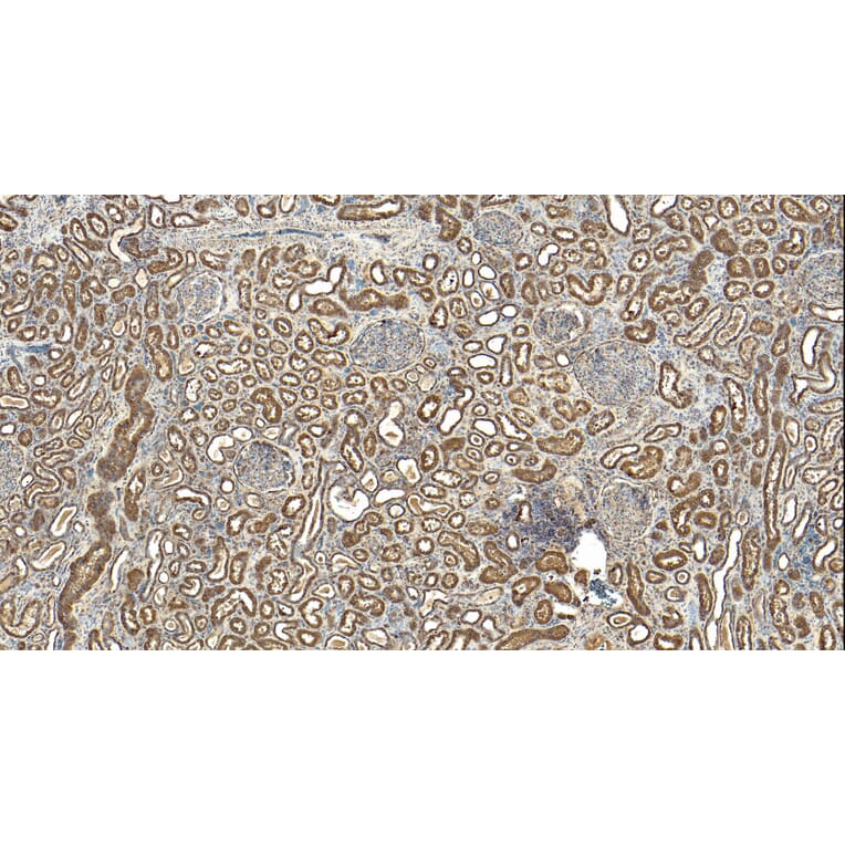 Immunohistochemistry - Anti-MRG15 Antibody (A83235) - Antibodies.com