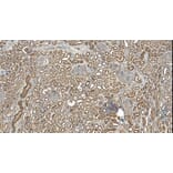 Immunohistochemistry - Anti-MRG15 Antibody (A83235) - Antibodies.com